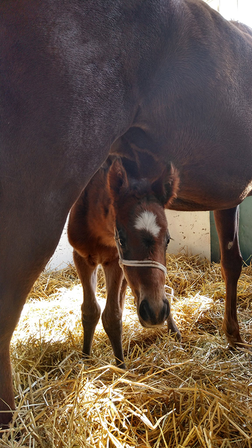 お母さんのお腹から顔を出す子馬