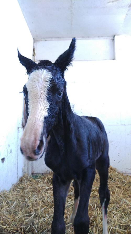 ぼちょ美ちゃん