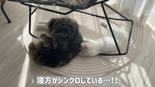 成猫と子猫