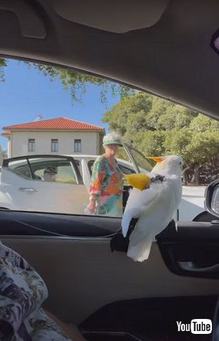 面白かわいい鳥