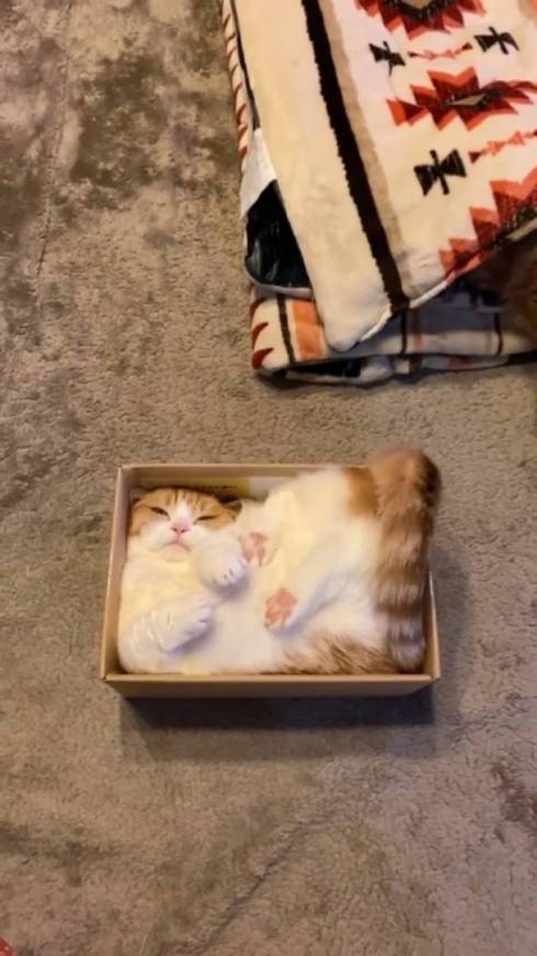 ちょっと小さめの箱に入った猫、みっちみちにフィットして