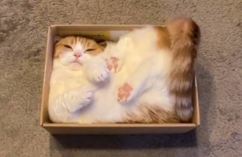 つばまこさく　ポメちゃん　猫ちゃん　小物入れ ぬいぐるみ 猫 かわいい アニマル 動物 抱きまくら S ポクシン