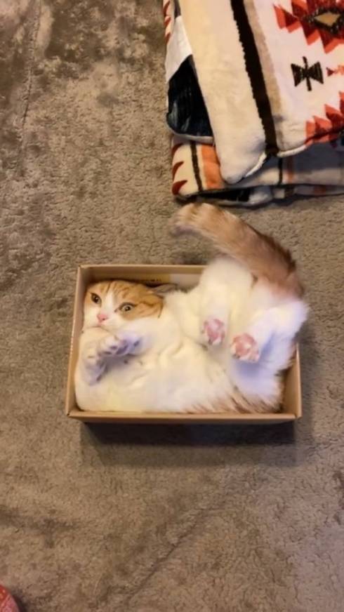 箱にみちみちな猫