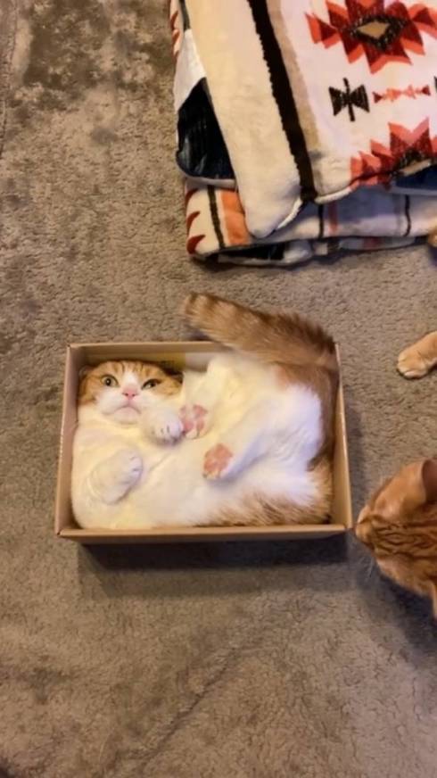 様子を見に来た兄猫