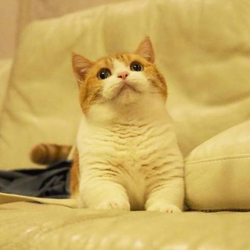 ちょっと小さめの箱に入った猫、みっちみちにフィットして