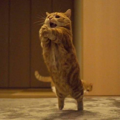 茶太郎くんジャンプ