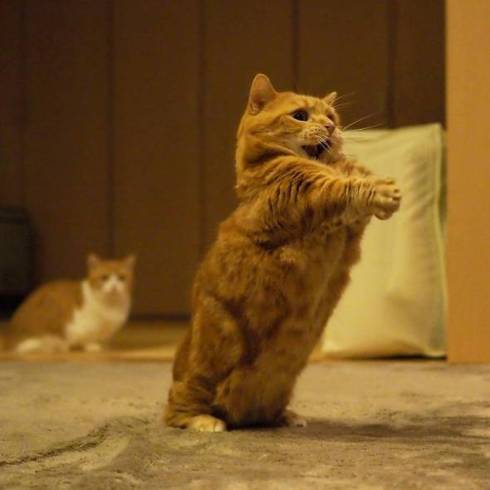 つばまこさく　ポメちゃん　猫ちゃん　小物入れ ぬいぐるみ 猫 かわいい アニマル 動物 抱きまくら S ポクシン