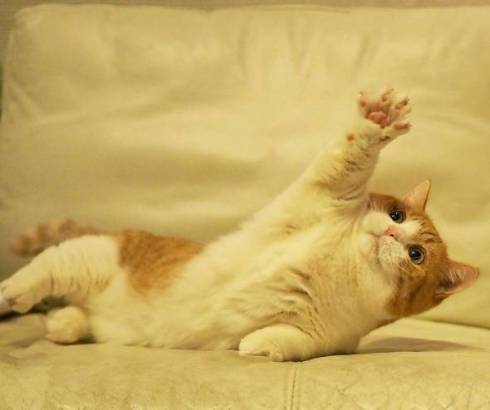 手を挙げるきなこ