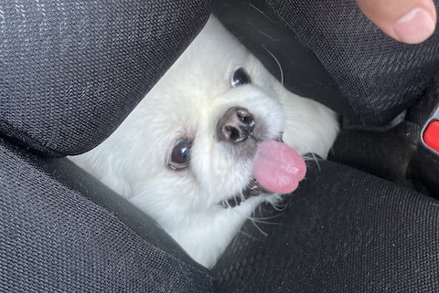 行き先を知らないペキニーズの拡大