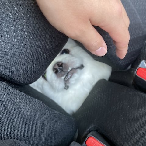 病院が休みだったときのペキニーズ