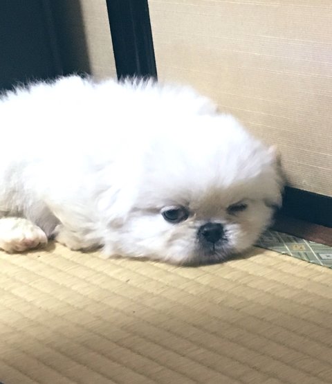 ペキニーズが眠りかけ