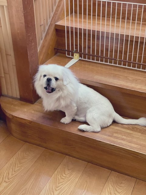 ペキニーズがおはよう