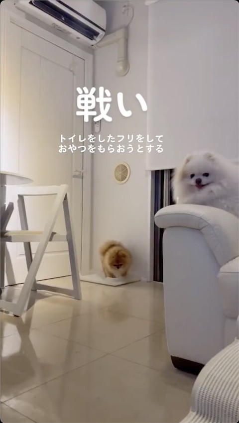 トイレの上で回るポメラニアン