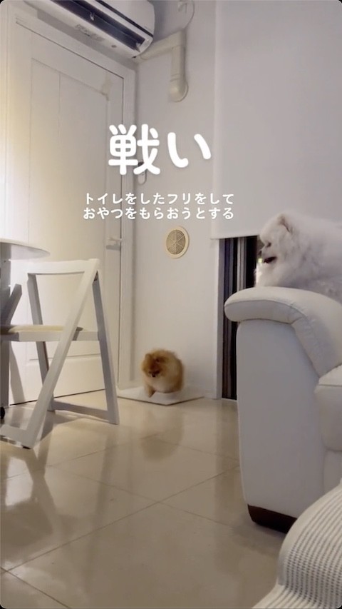 トイレをするふりのポメラニアン
