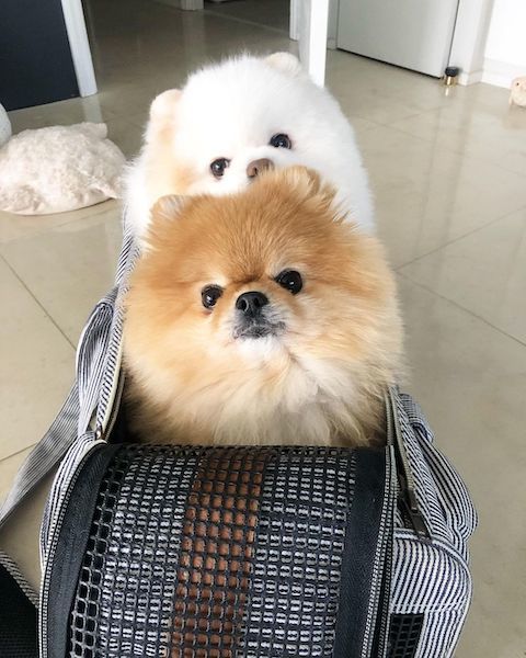 かばんから顔を出すポメラニアン