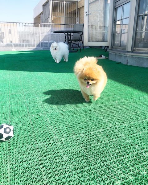 庭で遊ぶポメラニアン