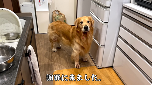 謝罪に来たベンツくん