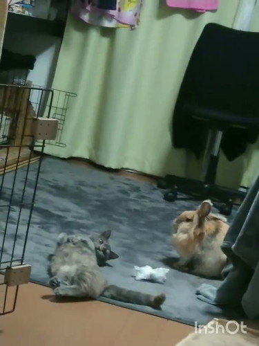 £たかこ£様お問い合わせ　和風　ネコ柄　猫ちゃん　ウサギさん　うさぎ柄 たかこ£様お問い合わせ 和風 ネコ柄 猫ちゃん ウサギさん うさぎ柄