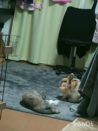 ウサギと仲良くなりたい猫、おなかを見せて必死にアプローチする