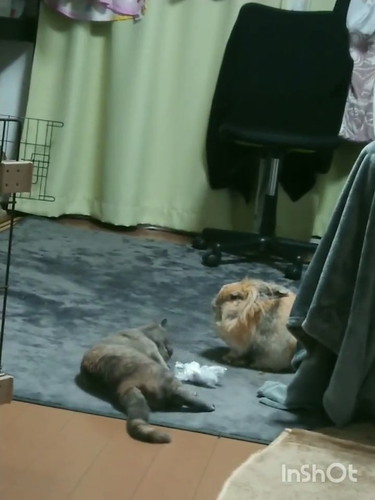 うさぎと猫の関係