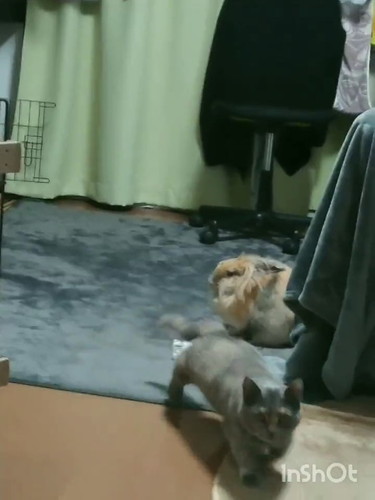 うさぎと遊びたい猫ちゃん