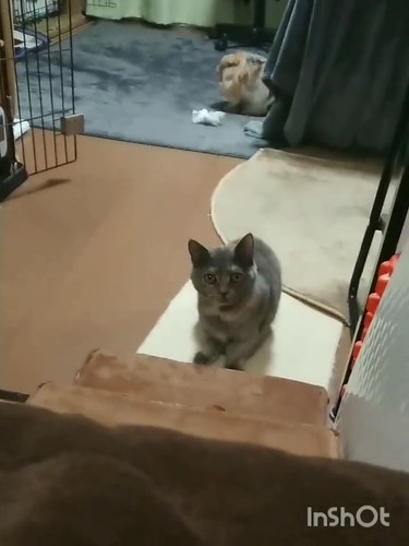 面白かわいいうさぎと猫ちゃん