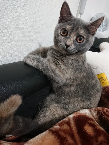 クールなうさぎと必死な猫ちゃん