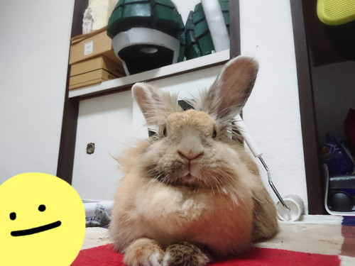 ふわふわなうさぎさん