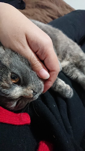 甘える猫ちゃん