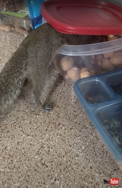 遊びに来るリス