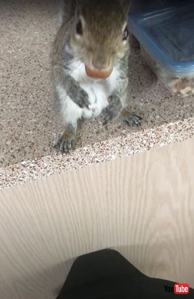 人懐こい野生のリス