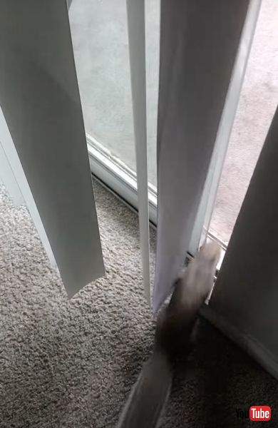 なれなれしい野生のリス