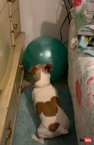 ボールを運ぶワンコ