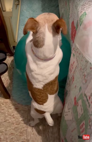 ボールで遊ぶワンコ