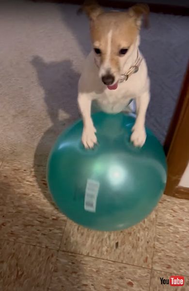 楽しそうなワンコ