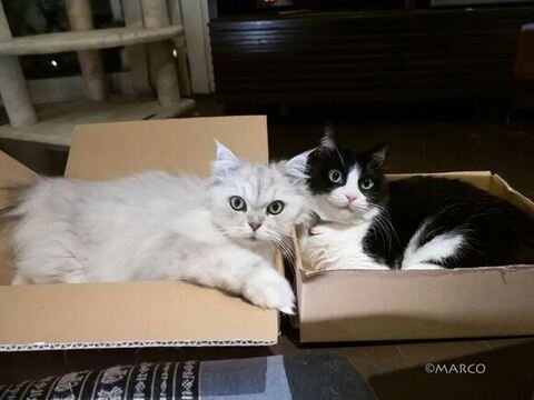 シロ猫ちゃんとハチワレちゃん