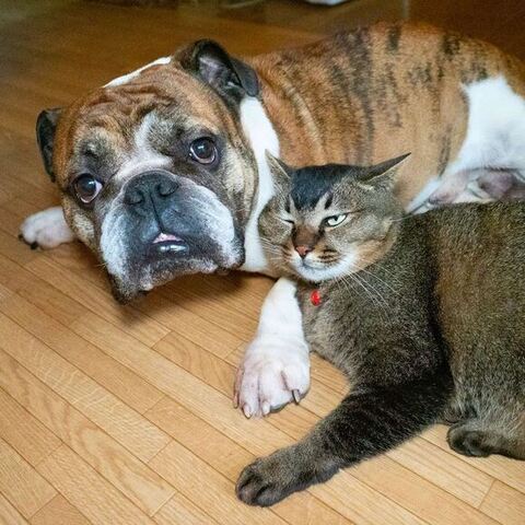 ブルドックと猫