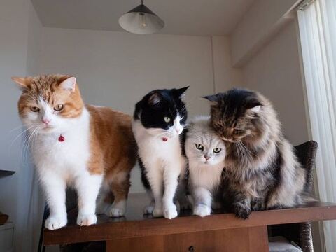 猫ちゃん4匹