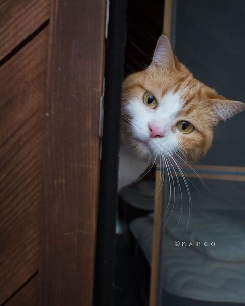 茶トラ猫ちゃんのぞく