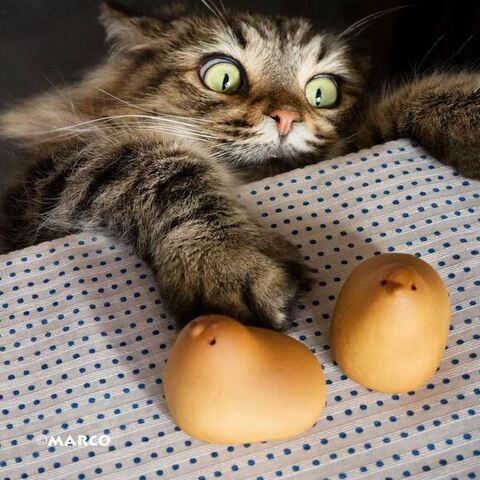 ひよこまんじゅうに手を伸ばす猫ちゃん