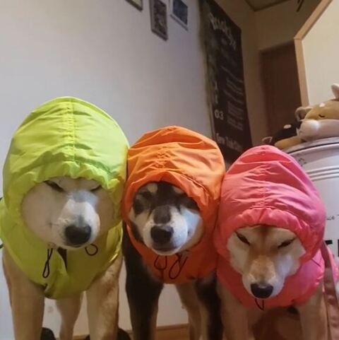 3姉妹少しヨリ写真