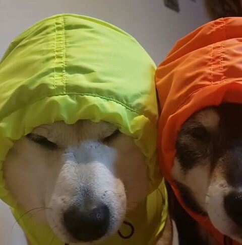 サラちゃんアップ