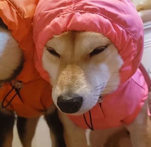 サラちゃんアップ