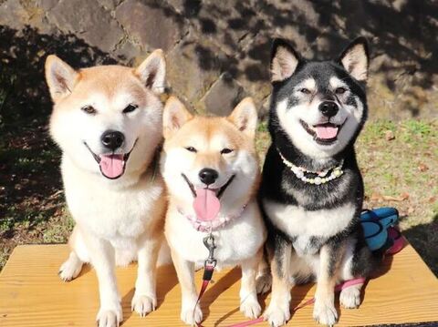 台の上にのってる3匹