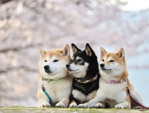 桜をバックに同じ場所を見つめる3匹