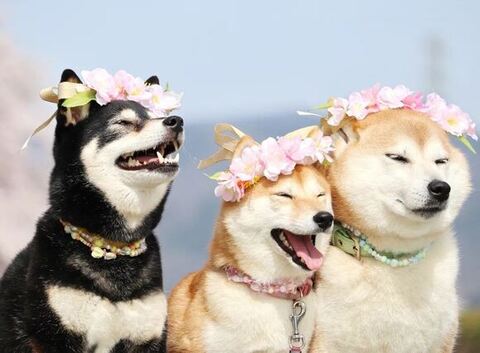 花飾りをつける3匹