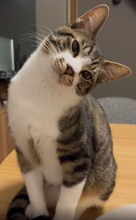 さらにかたむく