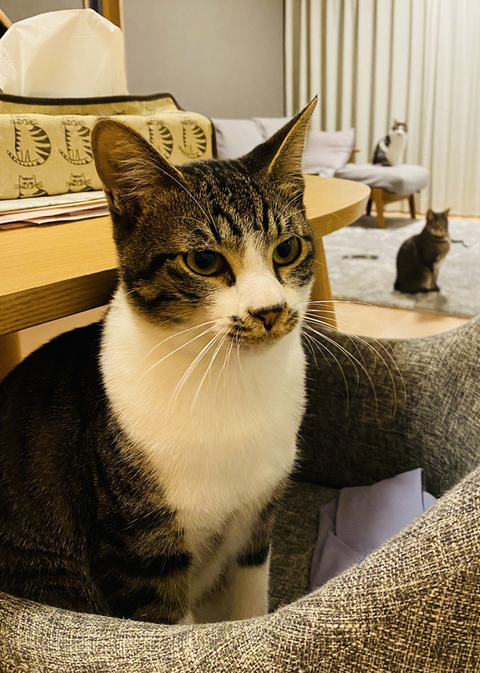 おかかちゃんと後ろに2匹