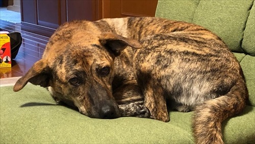 元猟犬が家犬になるまで