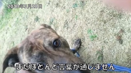 お迎えした直後のりゅうくん